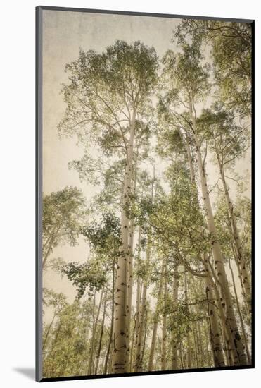 Towering Aspens 2-Debra Van Swearingen-Mounted Photographic Print