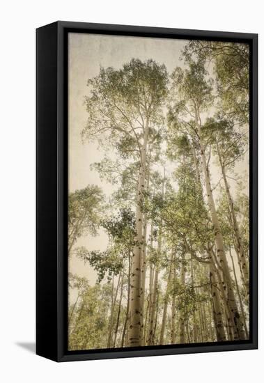 Towering Aspens 2-Debra Van Swearingen-Framed Premier Image Canvas