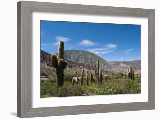 Towering cactus in the tortured Jujuy landscape, Argentina, South America-Alex Treadway-Framed Photographic Print