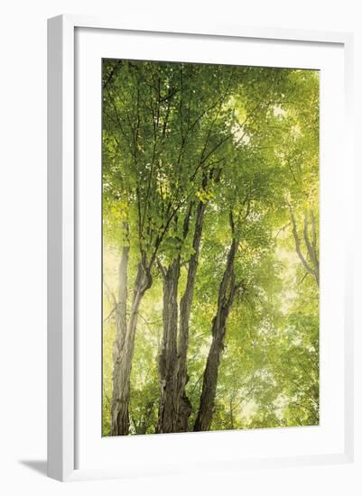 Towering Maples I-Elizabeth Urquhart-Framed Photo