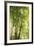 Towering Maples I-Elizabeth Urquhart-Framed Photo