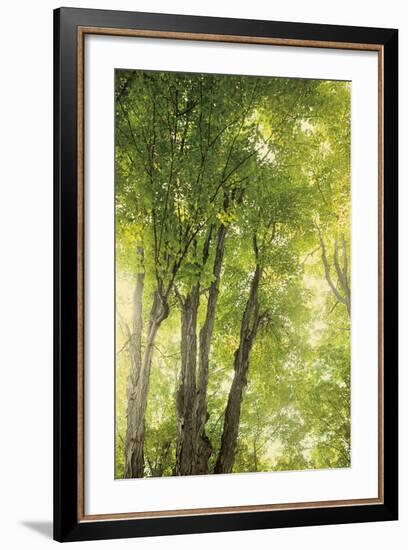 Towering Maples I-Elizabeth Urquhart-Framed Photo