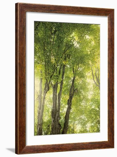 Towering Maples I-Elizabeth Urquhart-Framed Photo