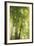 Towering Maples I-Elizabeth Urquhart-Framed Photo