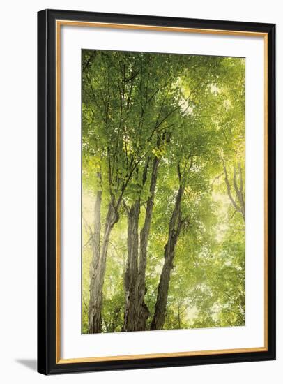 Towering Maples I-Elizabeth Urquhart-Framed Photo