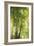 Towering Maples I-Elizabeth Urquhart-Framed Photo