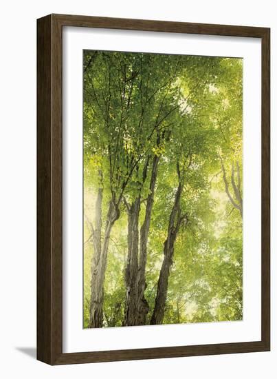 Towering Maples I-Elizabeth Urquhart-Framed Photo