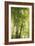 Towering Maples I-Elizabeth Urquhart-Framed Photo