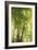 Towering Maples I-Elizabeth Urquhart-Framed Photo