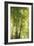 Towering Maples I-Elizabeth Urquhart-Framed Photo