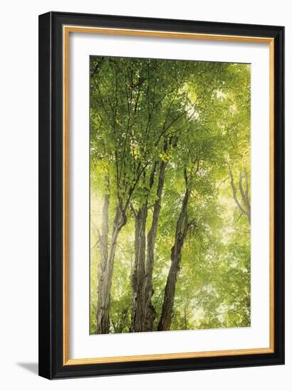 Towering Maples I-Elizabeth Urquhart-Framed Photo