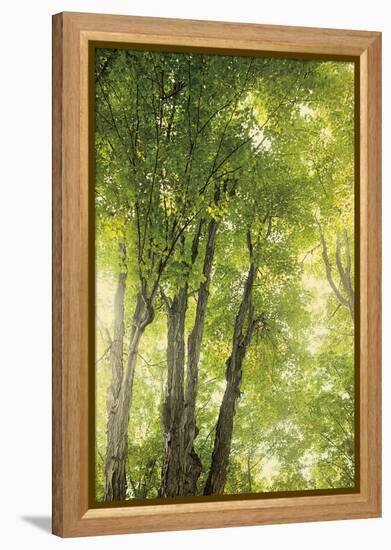 Towering Maples I-Elizabeth Urquhart-Framed Stretched Canvas