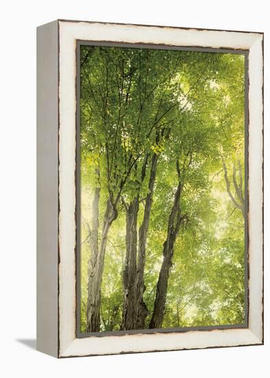 Towering Maples I-Elizabeth Urquhart-Framed Stretched Canvas