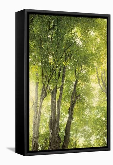 Towering Maples I-Elizabeth Urquhart-Framed Stretched Canvas