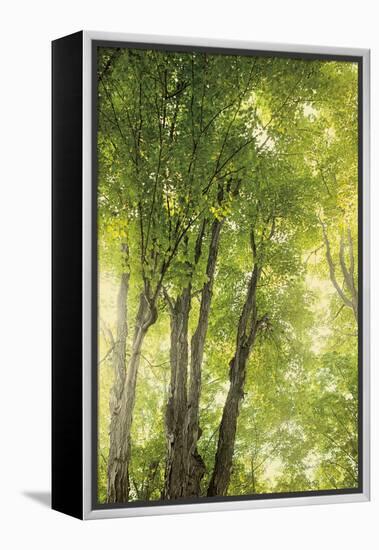 Towering Maples I-Elizabeth Urquhart-Framed Stretched Canvas