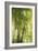 Towering Maples I-Elizabeth Urquhart-Framed Photographic Print