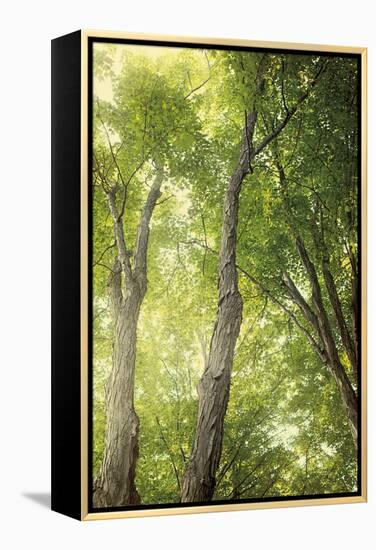 Towering Maples II-Elizabeth Urquhart-Framed Stretched Canvas