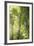 Towering Maples II-Elizabeth Urquhart-Framed Photo