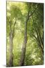 Towering Maples II-Elizabeth Urquhart-Mounted Photo