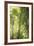 Towering Maples II-Elizabeth Urquhart-Framed Photo