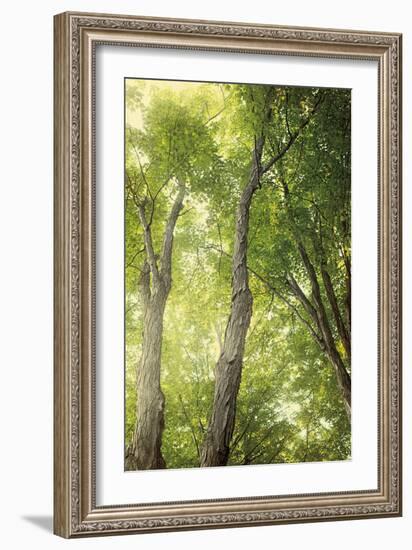 Towering Maples II-Elizabeth Urquhart-Framed Photo