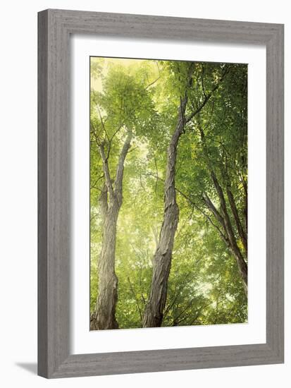 Towering Maples II-Elizabeth Urquhart-Framed Photo