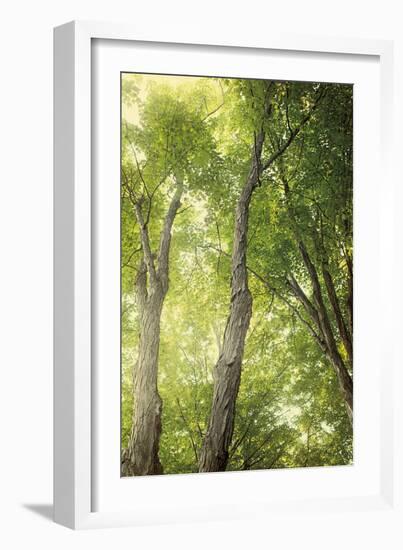 Towering Maples II-Elizabeth Urquhart-Framed Photo