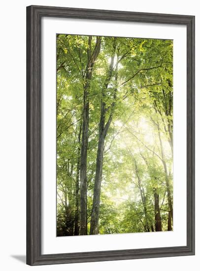 Towering Maples IV-Elizabeth Urquhart-Framed Photo