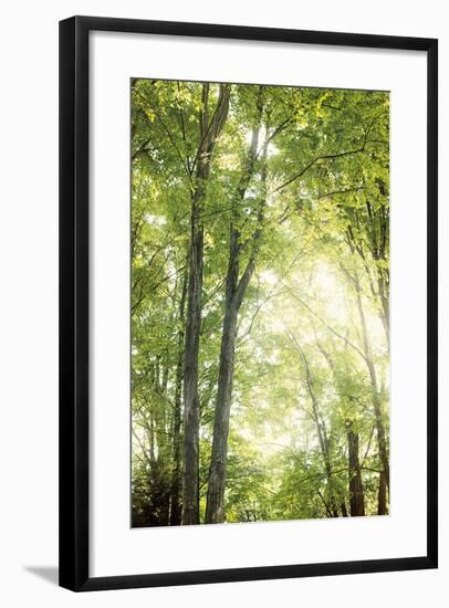 Towering Maples IV-Elizabeth Urquhart-Framed Photo