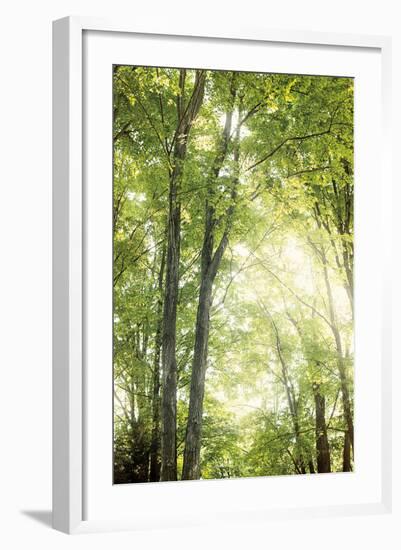 Towering Maples IV-Elizabeth Urquhart-Framed Photo