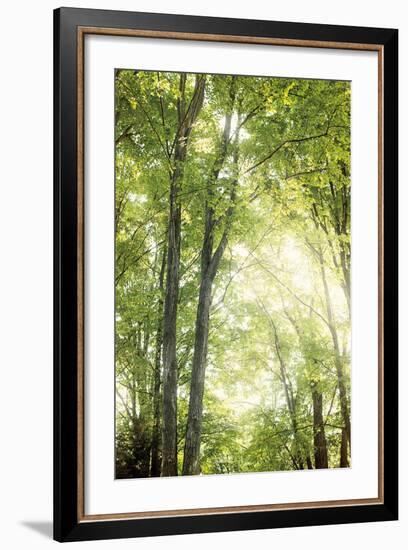 Towering Maples IV-Elizabeth Urquhart-Framed Photo