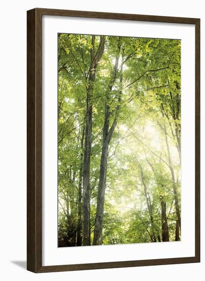 Towering Maples IV-Elizabeth Urquhart-Framed Photo