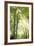 Towering Maples IV-Elizabeth Urquhart-Framed Photo