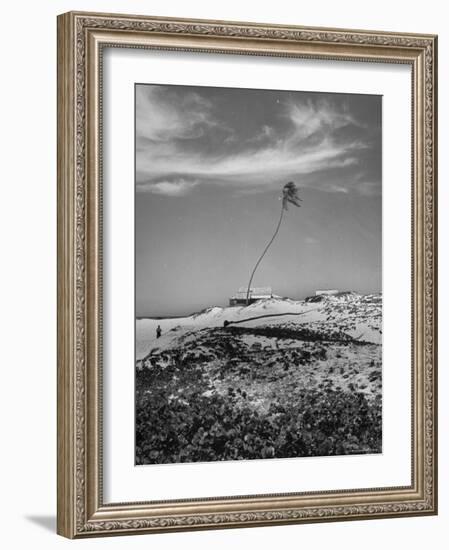 Towering Palm Tree Swayed by Wind as It Stands Next to House on Sandy Beach in Desolate Area-Eliot Elisofon-Framed Photographic Print