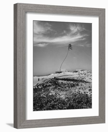 Towering Palm Tree Swayed by Wind as It Stands Next to House on Sandy Beach in Desolate Area-Eliot Elisofon-Framed Photographic Print