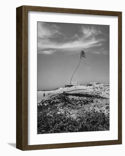 Towering Palm Tree Swayed by Wind as It Stands Next to House on Sandy Beach in Desolate Area-Eliot Elisofon-Framed Photographic Print