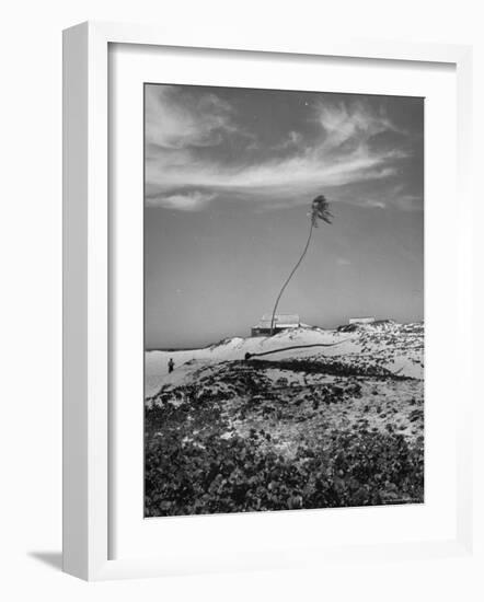 Towering Palm Tree Swayed by Wind as It Stands Next to House on Sandy Beach in Desolate Area-Eliot Elisofon-Framed Photographic Print