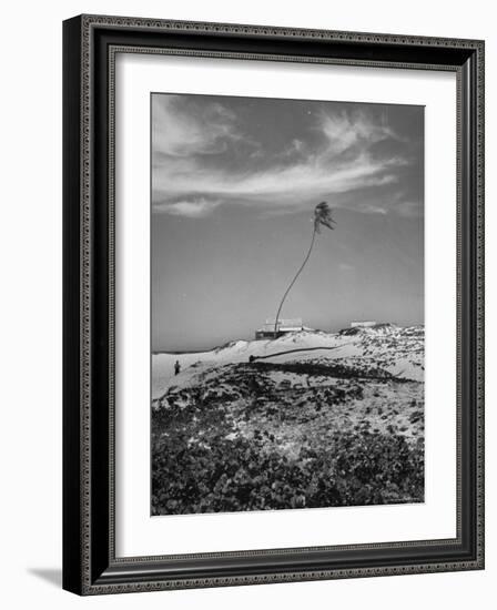 Towering Palm Tree Swayed by Wind as It Stands Next to House on Sandy Beach in Desolate Area-Eliot Elisofon-Framed Photographic Print