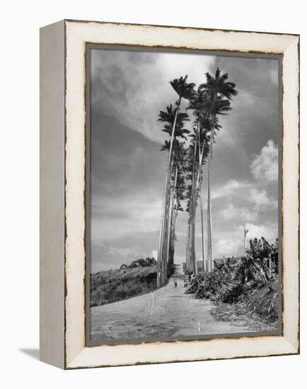 Towering Palm Trees Line Dirt Road as They Dwarf a Native Family Traveling on Foot-Eliot Elisofon-Framed Premier Image Canvas