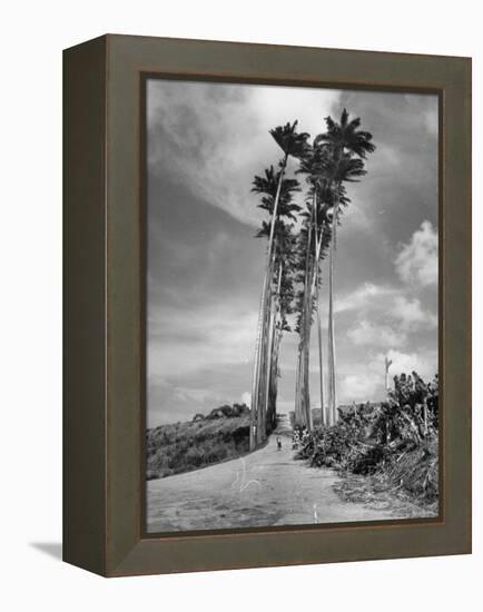 Towering Palm Trees Line Dirt Road as They Dwarf a Native Family Traveling on Foot-Eliot Elisofon-Framed Premier Image Canvas