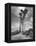 Towering Palm Trees Line Dirt Road as They Dwarf a Native Family Traveling on Foot-Eliot Elisofon-Framed Premier Image Canvas