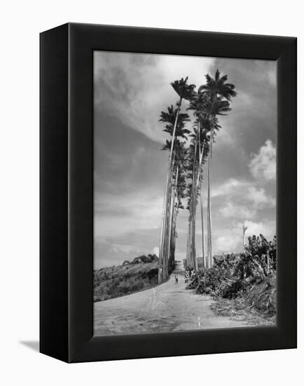 Towering Palm Trees Line Dirt Road as They Dwarf a Native Family Traveling on Foot-Eliot Elisofon-Framed Premier Image Canvas