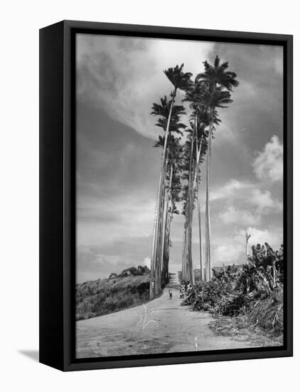 Towering Palm Trees Line Dirt Road as They Dwarf a Native Family Traveling on Foot-Eliot Elisofon-Framed Premier Image Canvas