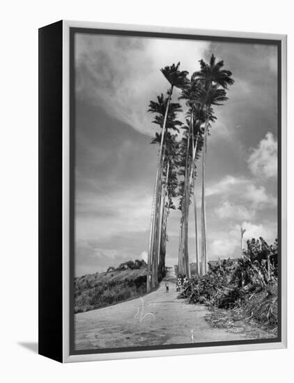 Towering Palm Trees Line Dirt Road as They Dwarf a Native Family Traveling on Foot-Eliot Elisofon-Framed Premier Image Canvas