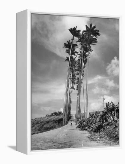 Towering Palm Trees Line Dirt Road as They Dwarf a Native Family Traveling on Foot-Eliot Elisofon-Framed Premier Image Canvas
