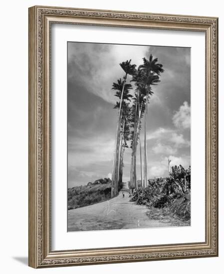 Towering Palm Trees Line Dirt Road as They Dwarf a Native Family Traveling on Foot-Eliot Elisofon-Framed Photographic Print