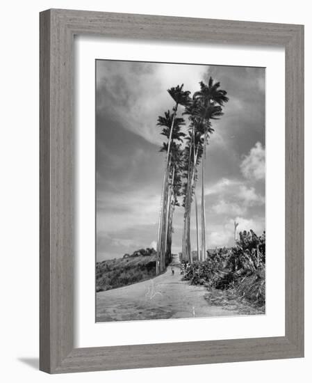 Towering Palm Trees Line Dirt Road as They Dwarf a Native Family Traveling on Foot-Eliot Elisofon-Framed Photographic Print