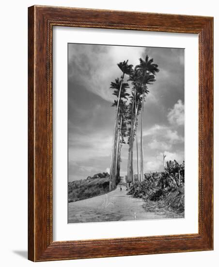 Towering Palm Trees Line Dirt Road as They Dwarf a Native Family Traveling on Foot-Eliot Elisofon-Framed Photographic Print