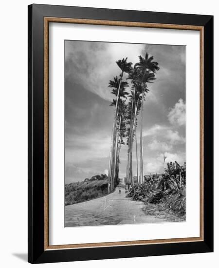 Towering Palm Trees Line Dirt Road as They Dwarf a Native Family Traveling on Foot-Eliot Elisofon-Framed Photographic Print