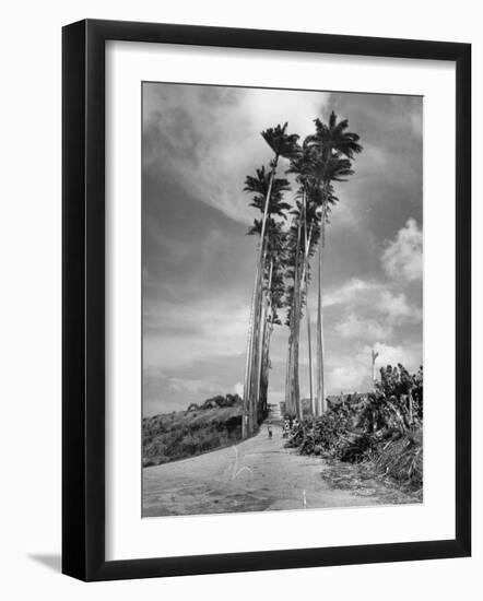 Towering Palm Trees Line Dirt Road as They Dwarf a Native Family Traveling on Foot-Eliot Elisofon-Framed Photographic Print